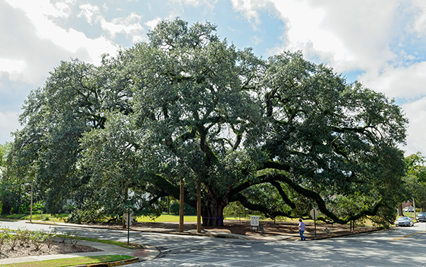 The Big Oak with wide spreading branches in Thomasville, Georgia