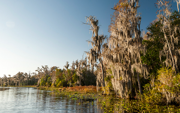 Wetland waterway and cypress trees in Charlton County, Georgia, showing natural scenery and outdoor recreation landscape.
