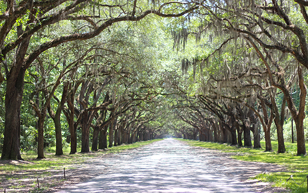Live oak avenue at Wormsloe Historic Site in Savannah, Georgia, with Spanish moss forming a canopy over the roadway.