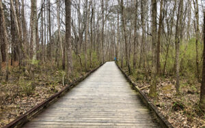 Wooden boardwalk extending through a wooded section of Suwanee Creek Greenway in Suwanee, Georgia